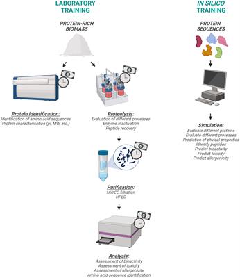 Online tools to support teaching and training activities in chemical engineering: enzymatic proteolysis